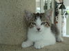 Mickey the kitten