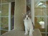 Mickey the kitten
