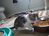 Mickey the kitten