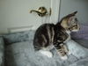 CARLEY the KITTEN