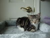 CARLEY the KITTEN