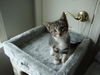 CARLEY the KITTEN