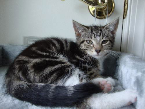 CARLEY the KITTEN