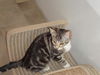 CARLEY the KITTEN
