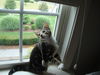 CARLEY the KITTEN