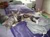 CARLEY the KITTEN