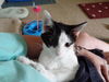 Bessie