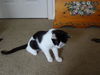 Bessie