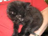 Ashton-already neutered