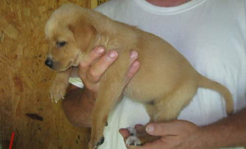 Gerber puppy #2 Gail