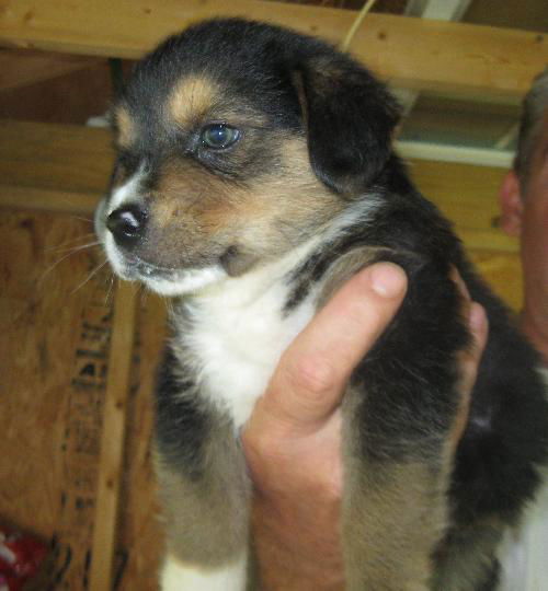 Gerber Puppy #1 Allie