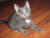 Rambo Kitten-Come see me at Petco