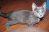 Rambo Kitten-Come see me at Petco