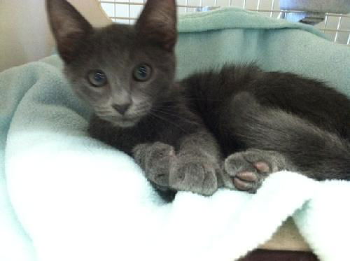 Rambo Kitten-Come see me at Petco