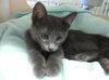 Rambo Kitten-Come see me at Petco