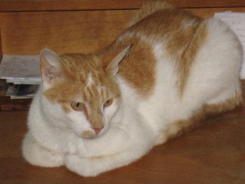 Abner - Sweet, shy lap cat