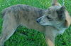 Kanga (Sissy)