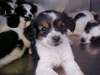 Border Collie Mix Puppies For Sale