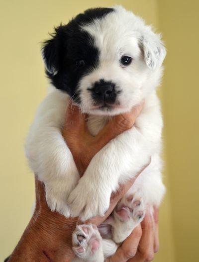 Maggie's Male 1 Pup
