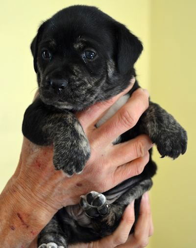 Maggie's Male Pup 2