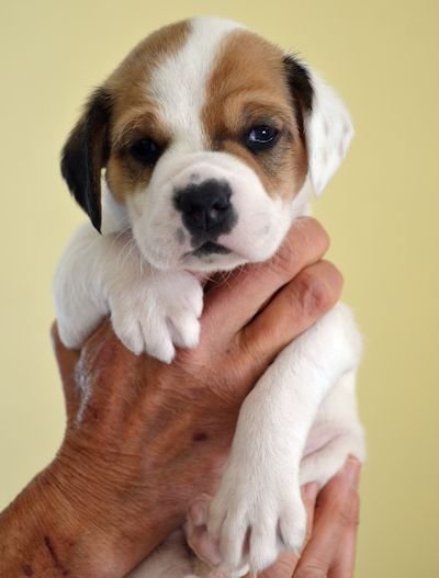 Maggie's female pup 2