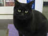Ebony-COME VISIT ME AT Blue Dog Pet Store!