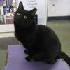 Ebony-COME VISIT ME AT Blue Dog Pet Store!