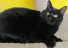 Ebony-COME VISIT ME AT Blue Dog Pet Store!