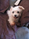 Sadie