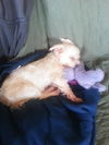Sadie