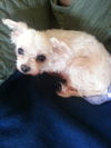 Sadie