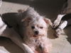 Sadie