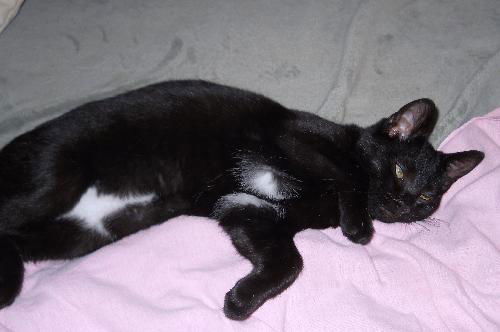 Katie Kitten