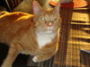 GEORGE, Regal and Royal