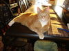 GEORGE, Regal and Royal