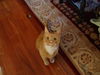 GEORGE, Regal and Royal