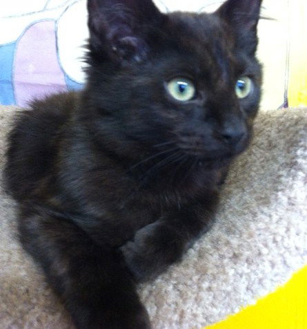 Zeero Kitten At The Blue Dog Pet Store