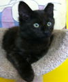 Zeero Kitten At The Blue Dog Pet Store