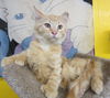 Puzzle Polydactyl Kitten at the Blue Dog Pet Store
