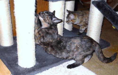 Carly Kitten