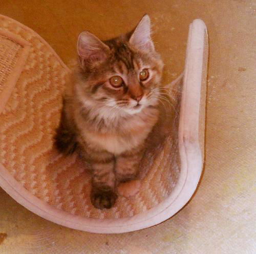 Hayley Kitten