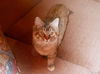 Hayley Kitten