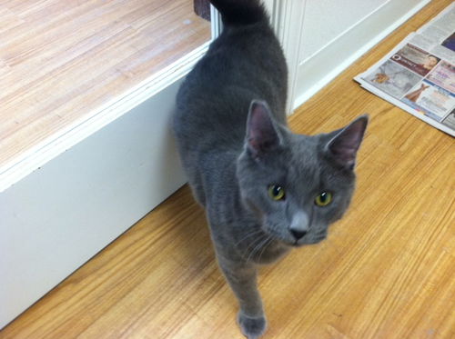 Levi...Now at the Cupboard Maker Books!