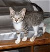 Willow Kitten-Come See Me At Petco