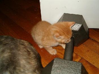 Emy's Kittens - 1