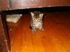 Emy's striped kitten