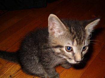 Emy's striped kitten