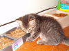 Emy's striped kitten