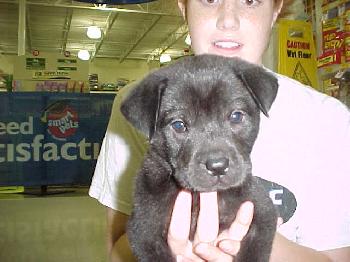Lexi (Puppy)