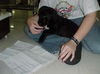 Farren (Puppy)
